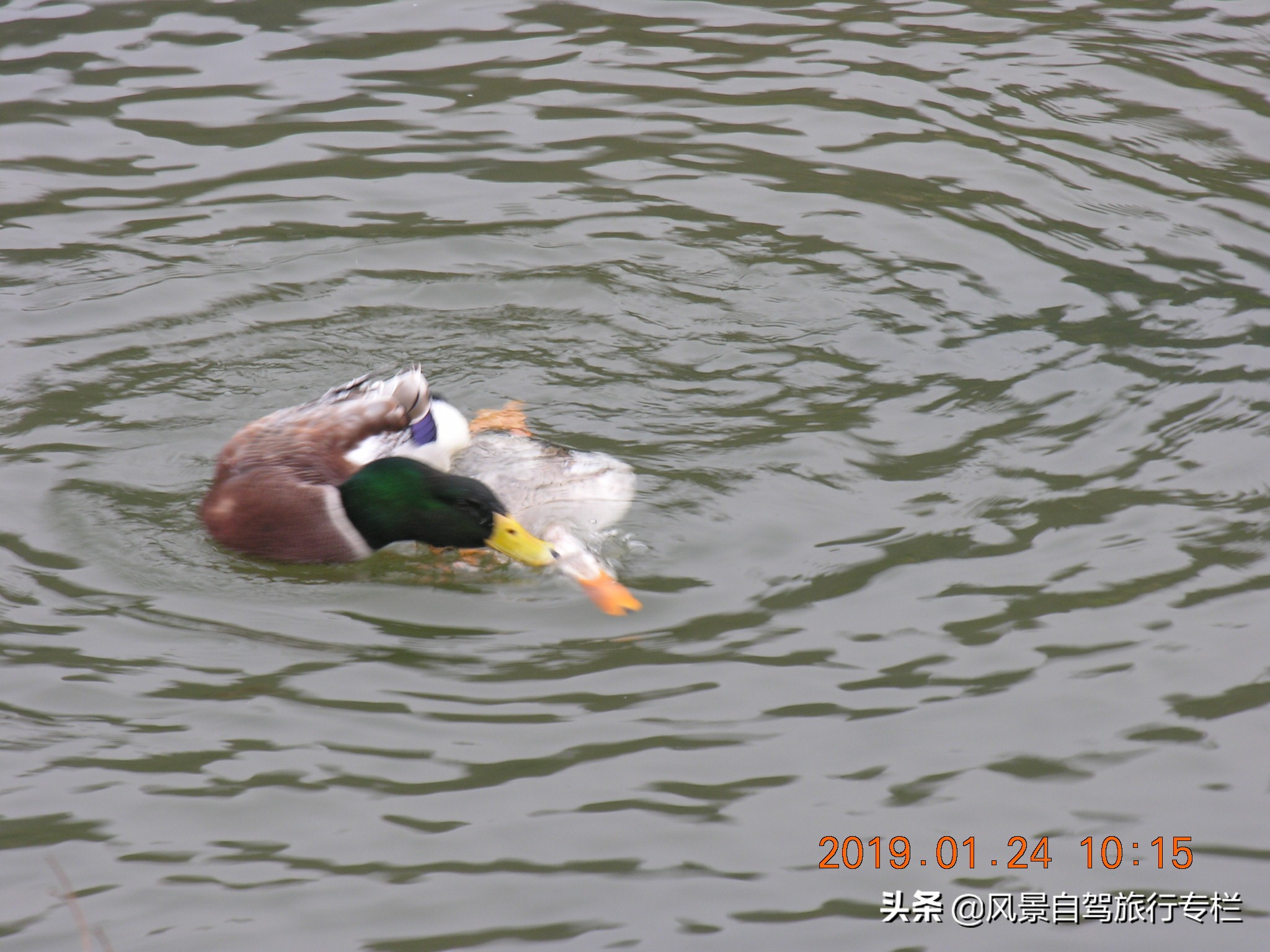 田东棋盘滩景区路好走吗,田东县那拔镇福星村棋盘滩