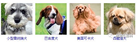 狗狗品种分类大全,狗狗品种鉴定