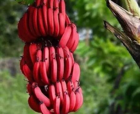 十大土豪水果排名,这些水果吃过5种以上的是土豪