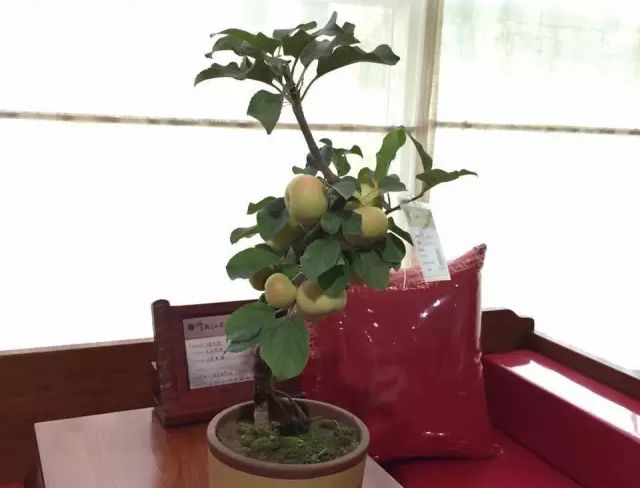 果树做盆景如何矮化,最适合做盆景的果树