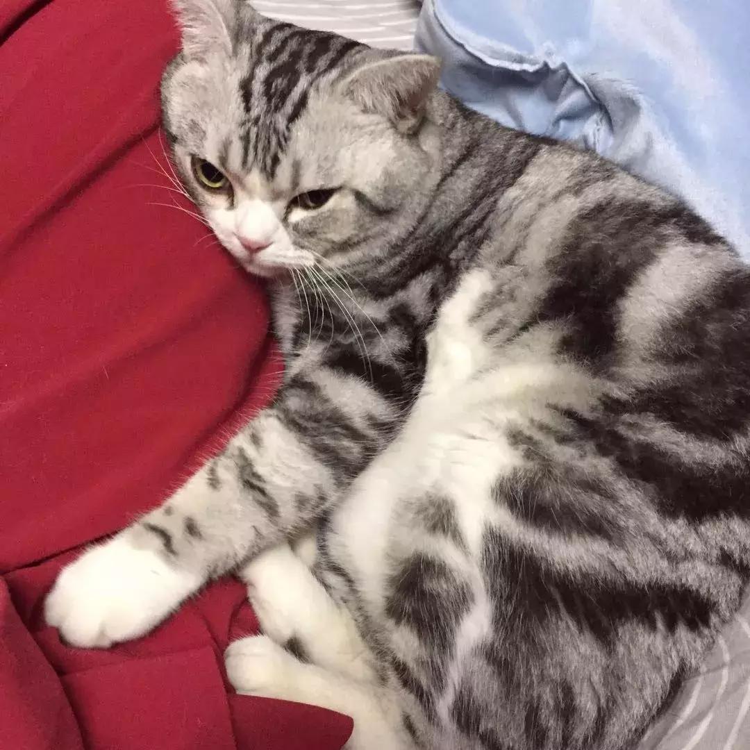 铲屎官把猫咪惹毛了,铲屎官得猫癣