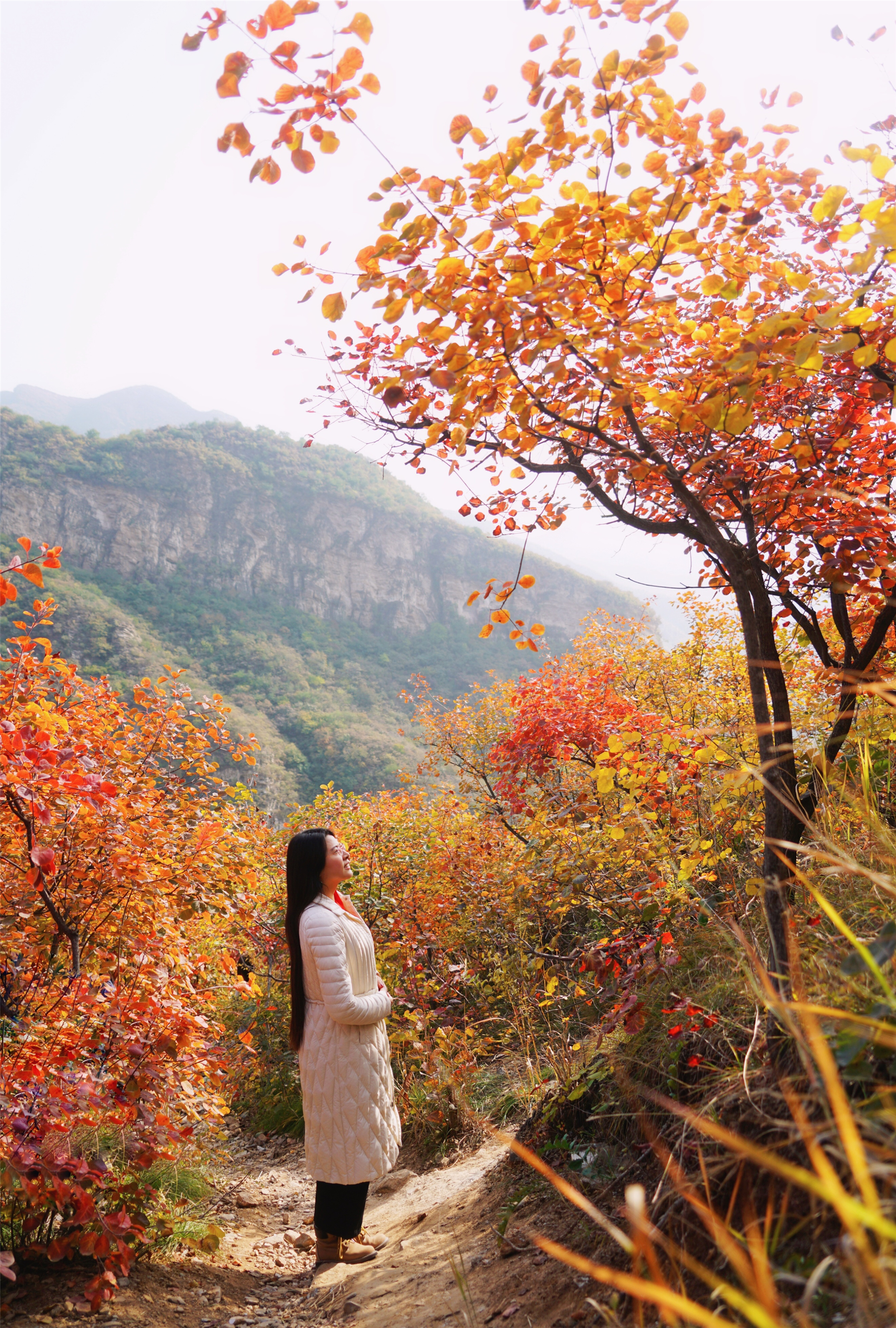 赏红叶最佳目的地,房山坡峰岭红叶最佳观赏