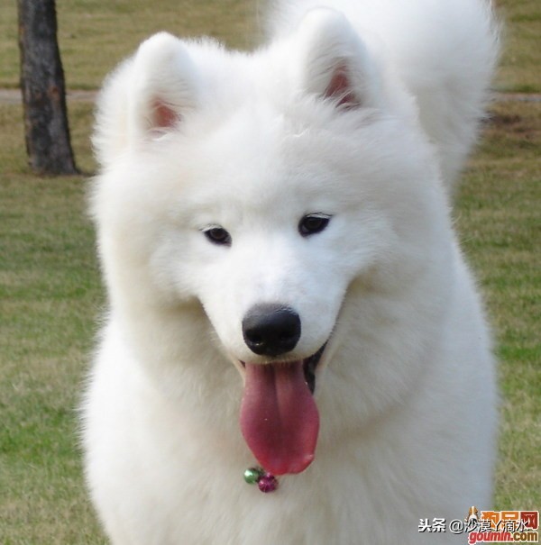 比尼熊狗狗价格,阿拉斯加狗狗价格