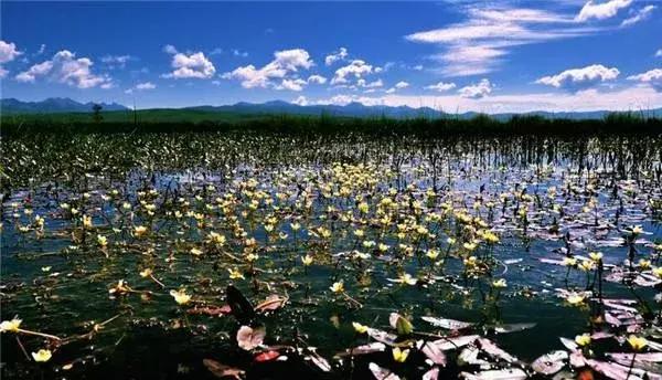 若尔盖,最美的川西草原