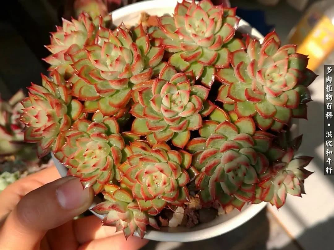 多肉的四季轮回,四季轮回多肉