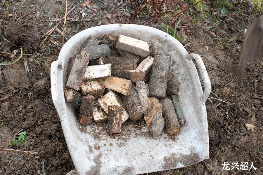 贵州的道地药材天麻,天麻属于哪里的道地药材