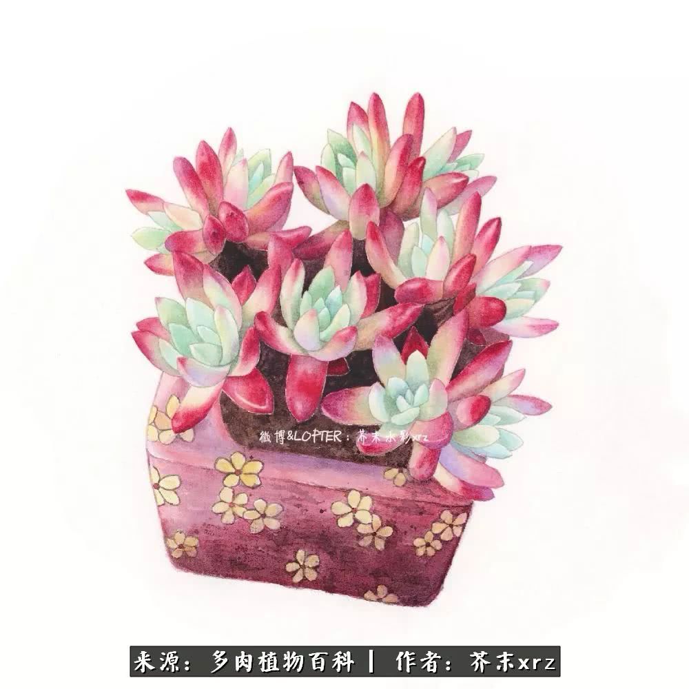 那个爱画多肉的小姑娘带着她的心头肉又来啦！