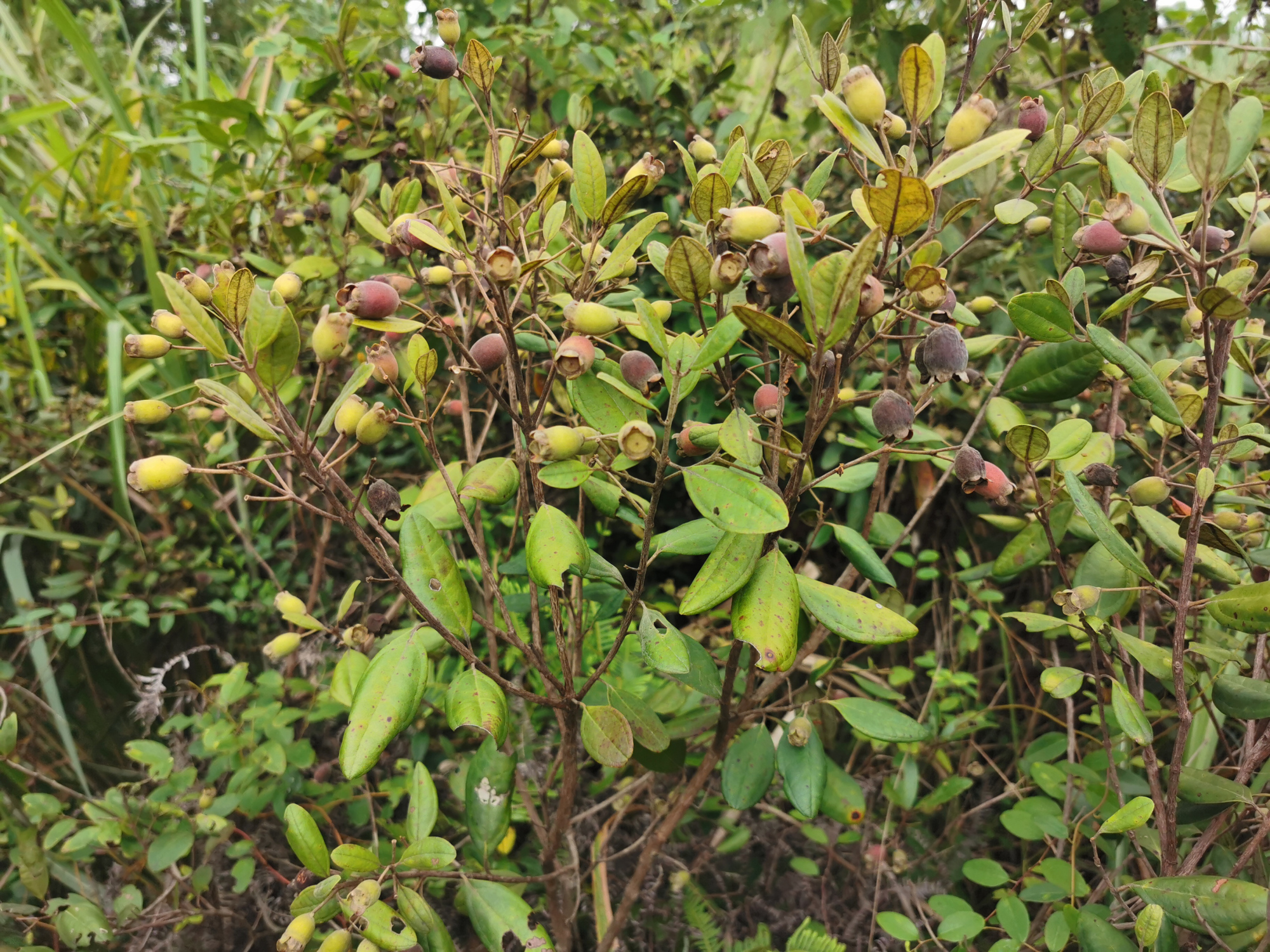 捻子酒半年后要把捻子捞出来吗,捻子酒制作方法