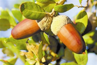 树木传奇椰子,树木传奇海南紫荆