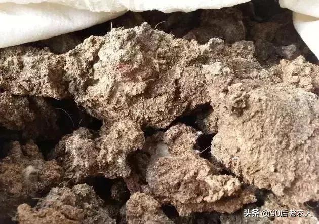 猪粪牛粪羊粪鸡粪养月季哪个更好,鸡粪牛粪羊粪肥的区别