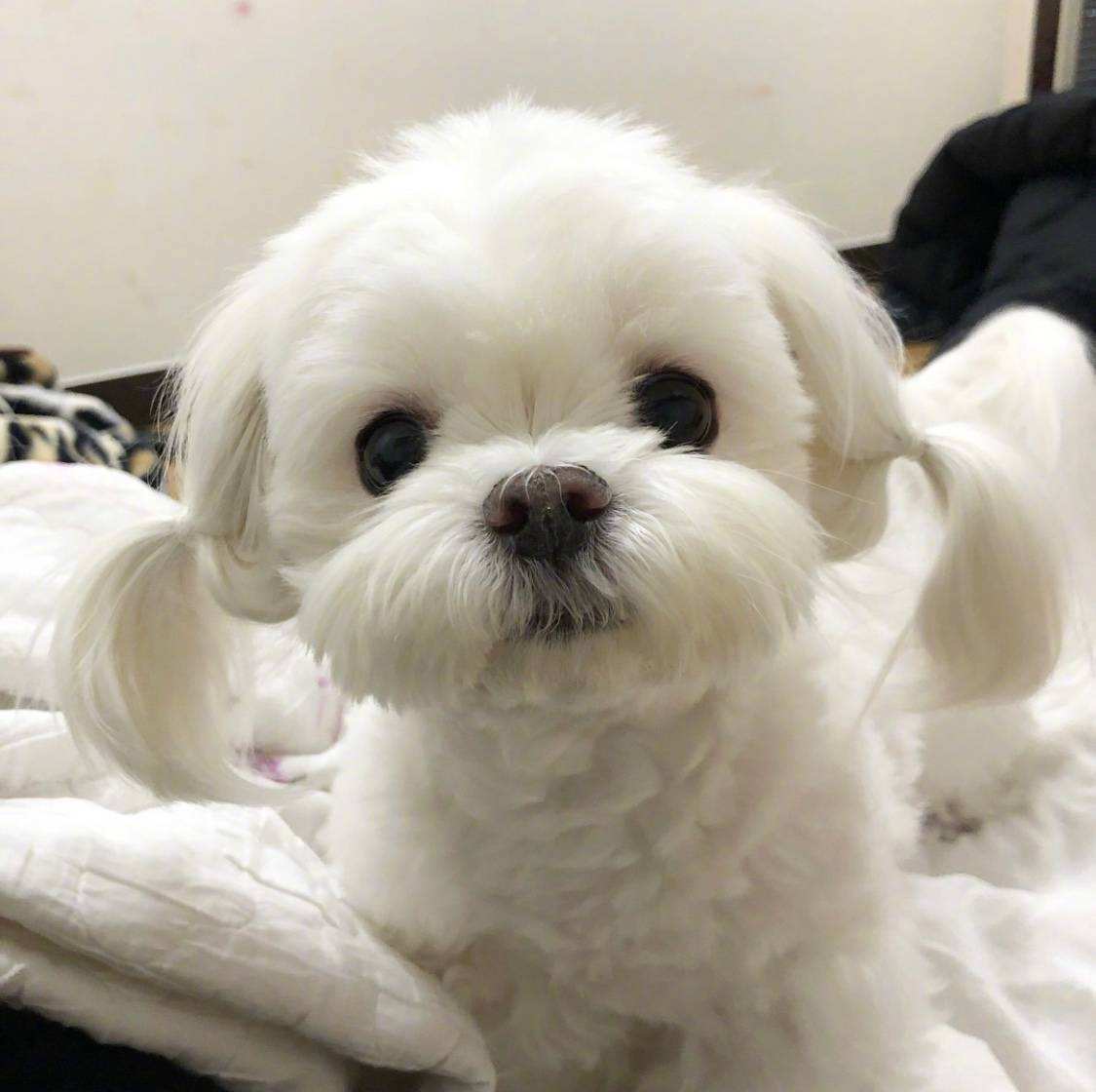 针对不同犬种不同遛狗人员选择,适合遛狗的狗狗