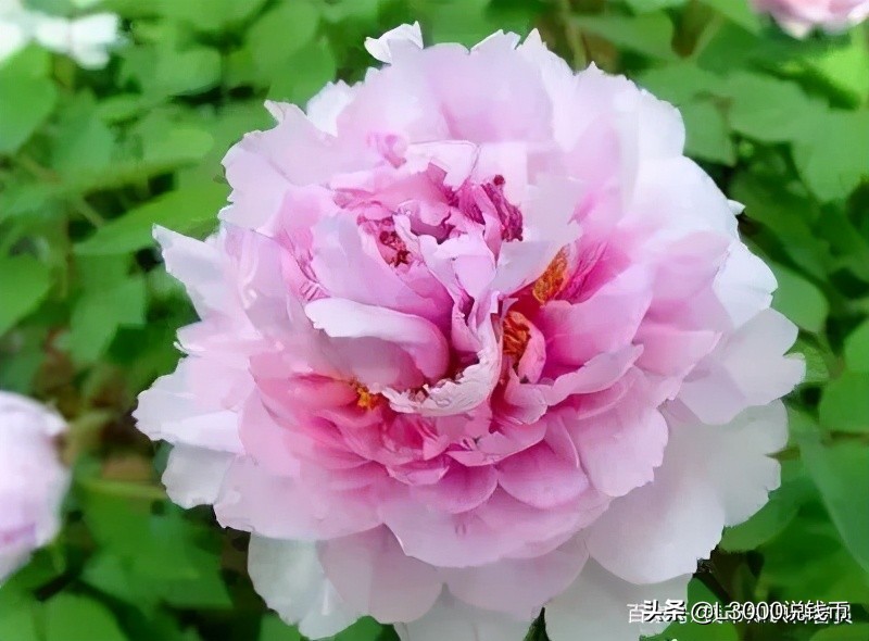 第十次花博会会花,花博会景点有哪些花展