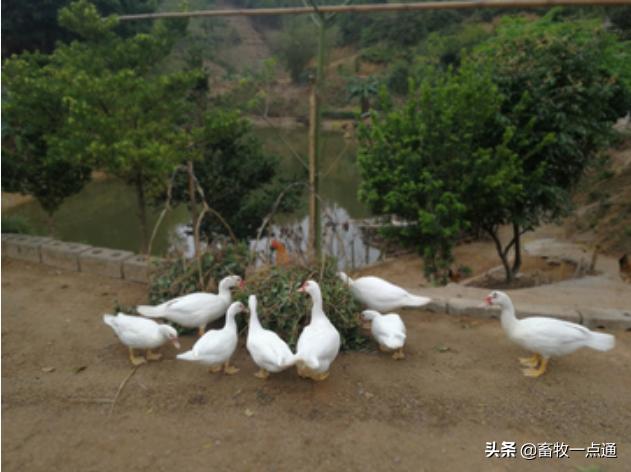 鸡人工助产有什么影响,鸭子人工助产怎么判断吸收好了