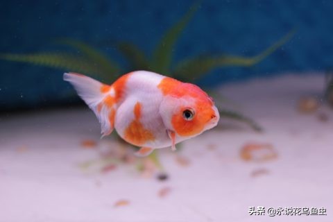 怎么把金鱼的蛋孵化出来,怎么让金鱼生蛋