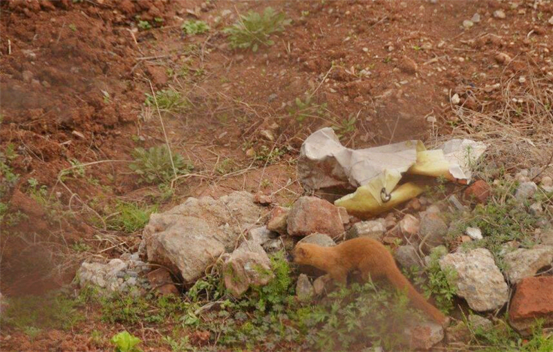 为什么黄鼠狼不可以吃鸡蛋,李时珍为什么不吃黄鼠狼呢