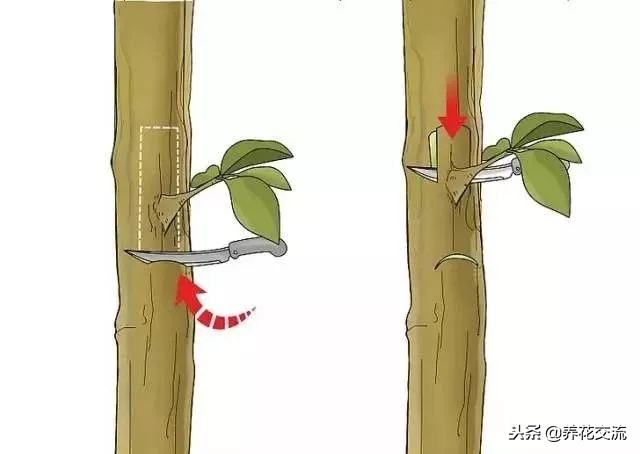植物花卉嫁接需要用到的几个技巧，新手也能轻松学会