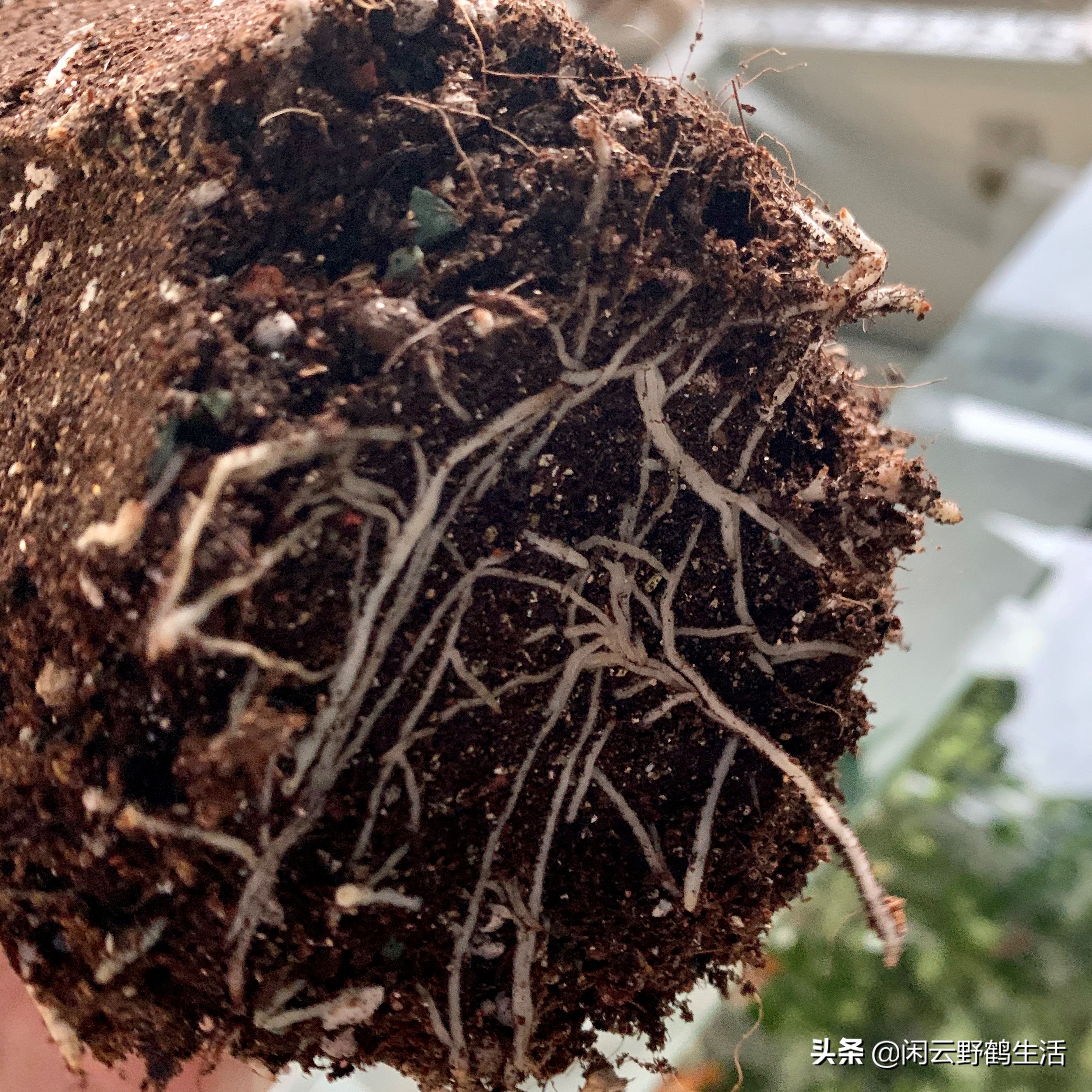 花店前期买哪些花,花店注意事项和建议