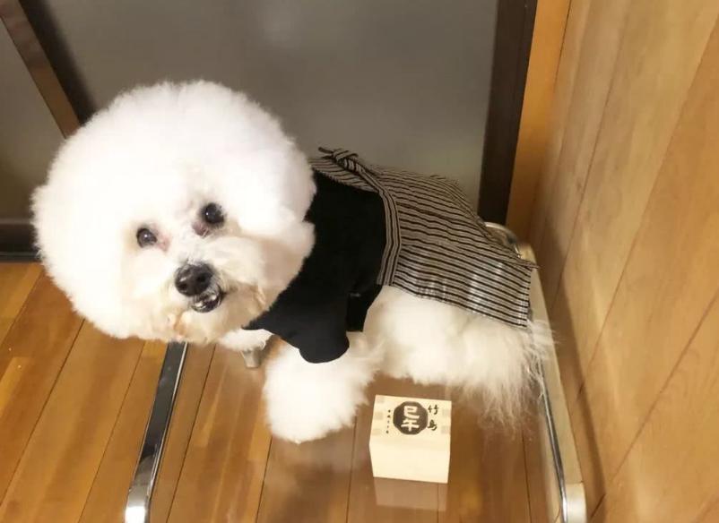 比熊最令人头疼的5大缺点,比熊被宠坏的6大表现