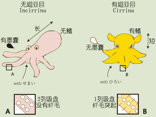 怎么区分章鱼八爪鱼鱿鱼墨鱼乌贼,章鱼鱿鱼墨鱼都是软体动物吗