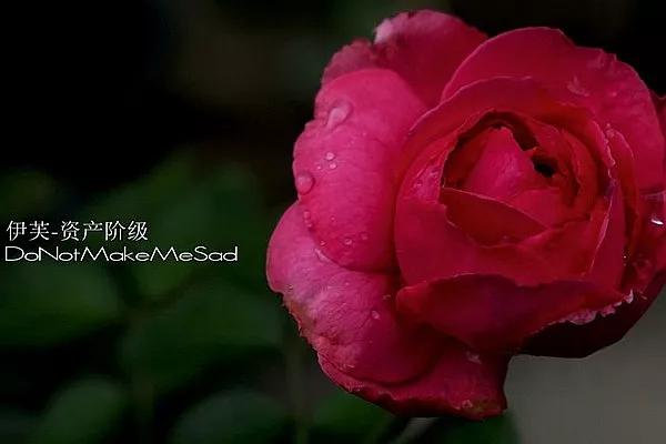 切花火焰月季的优缺点,常见切花月季一览