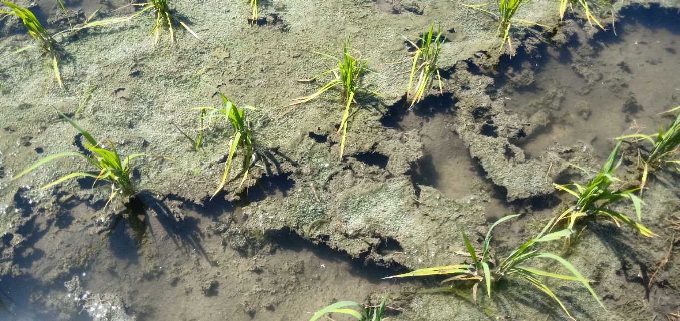 水稻水绵的防治方法,水稻防治小技术视频