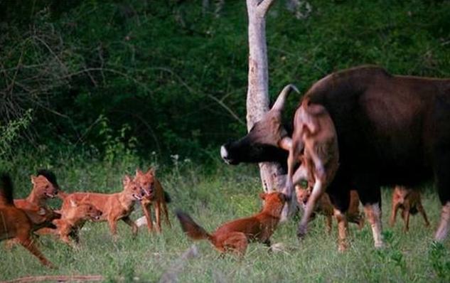 俗语说“豺狼虎豹”，三样本事让豺排到“四凶”第一名