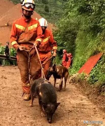 长得最像狼的狗,最帅狗