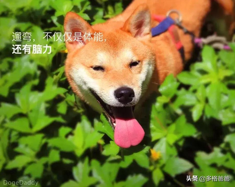 下一个狗年要等几年,下一个狗年还有多少年