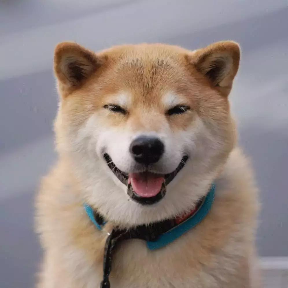 柴犬阶级意识,柴犬成为了门面担当