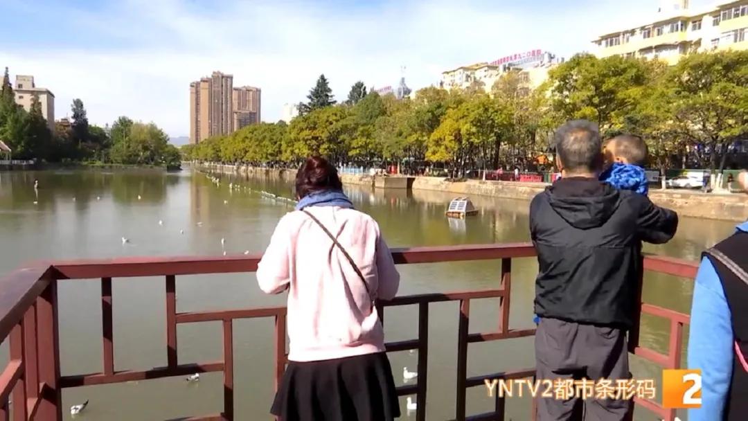 红嘴鸥带病毒么,红嘴鸥回昆明是否会携带新冠病毒