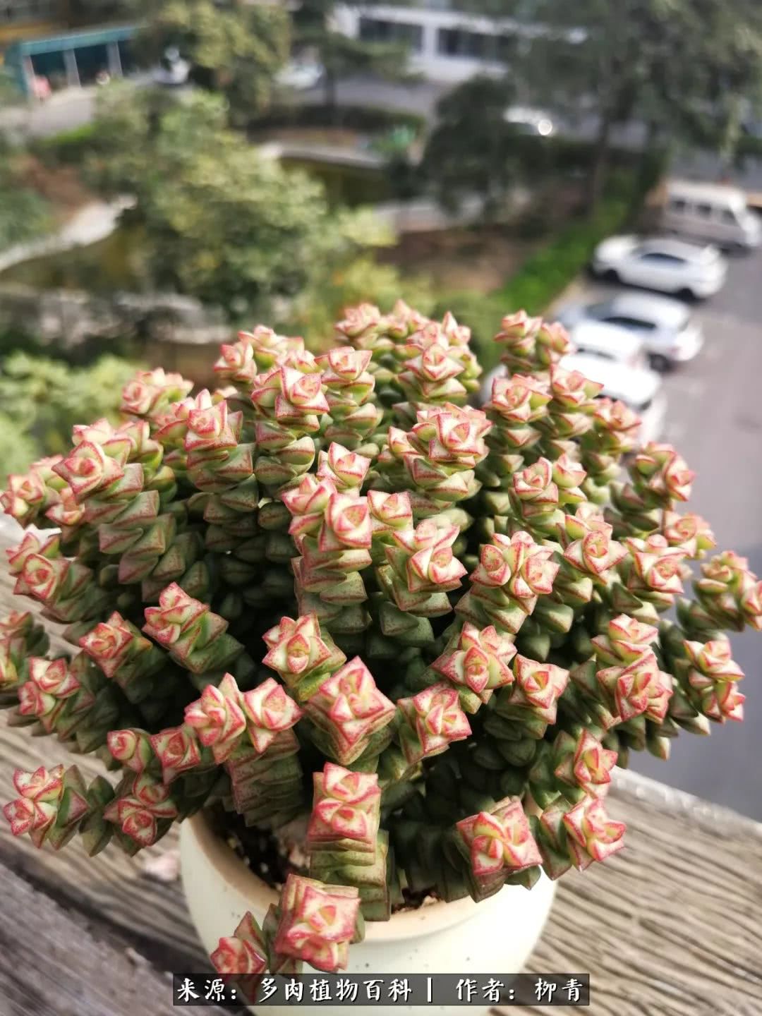 从入卡坑一个月到入卡坑三年,从入坑到现在所有品种开花图