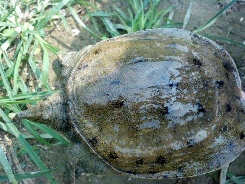 甲鱼养殖的注意点是什么呢,养殖甲鱼夏季需要注意事项