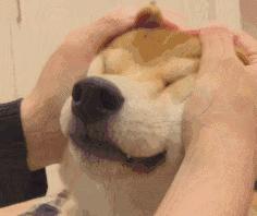 养狗新手与老手的区别,养狗为什么要养纯种犬