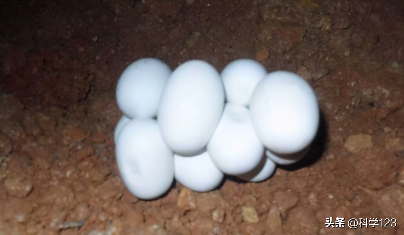 蛇进家里还偷吃鸡蛋也不能打吗,为什么家里跑进蛇不能打