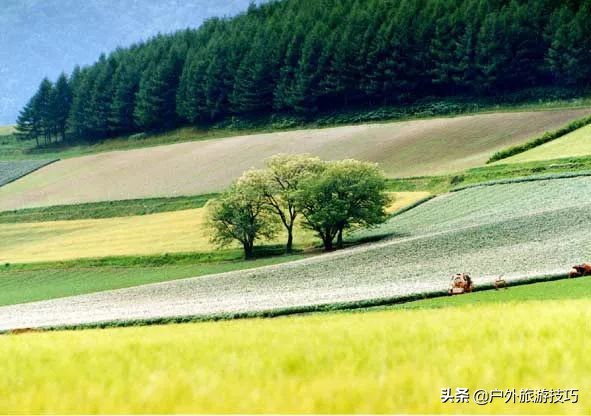 富良野一日游经典路线,日本北海道富良花海