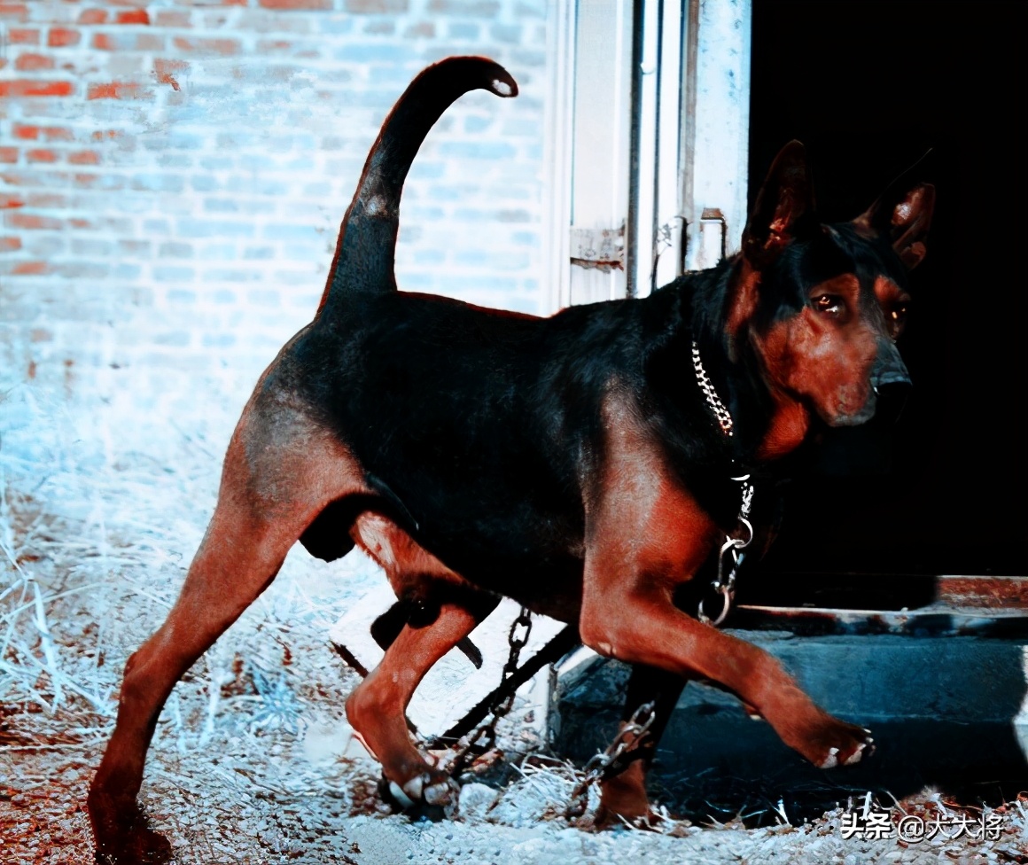 黑狼犬和莱州红犬哪个强,猛犬大战野狼