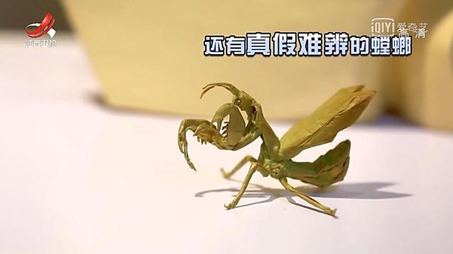 日本魔法纸玩具能让孩子玩,折纸魔法玩具