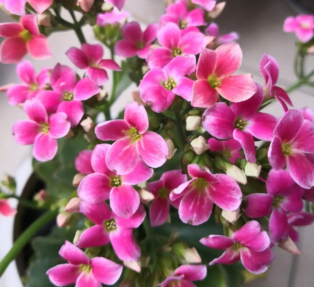 长寿花单瓣品种大全,长寿花100种颜色图片