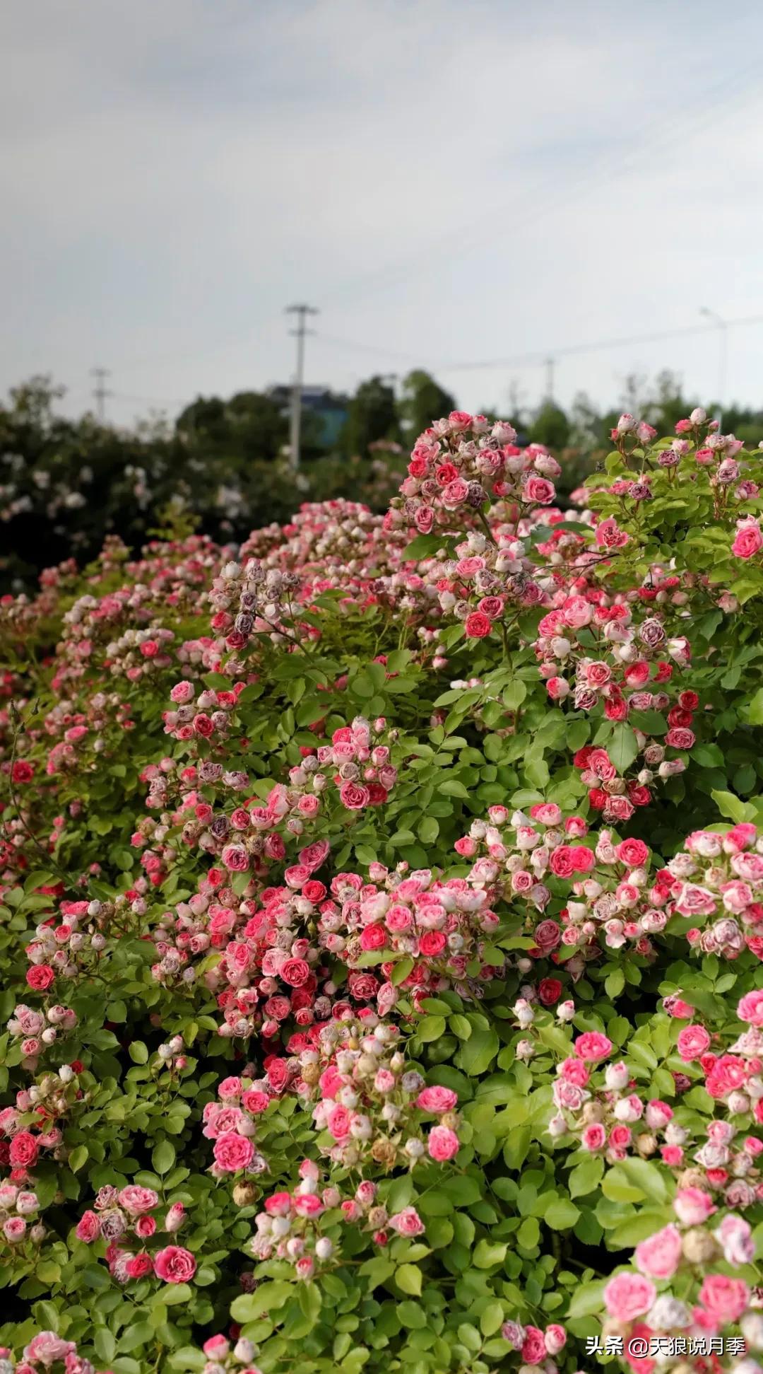 又一个十年,国产自育品种