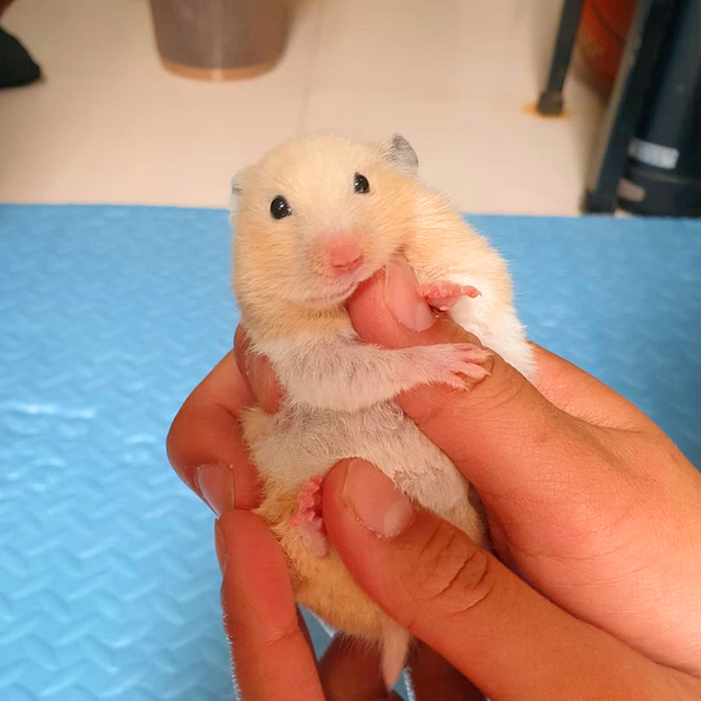 仓鼠陪主人复习功课，因玩性太重，无奈被送回鼠笼