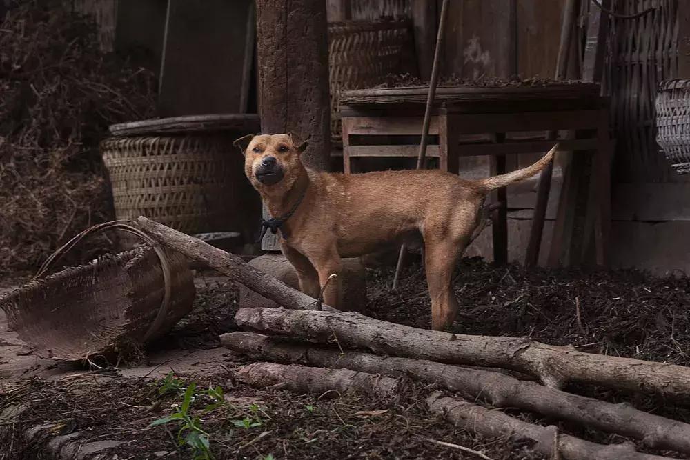 渝北枇杷正黄，冒冒失失穿越铁壁、胜保、斗碗三寨