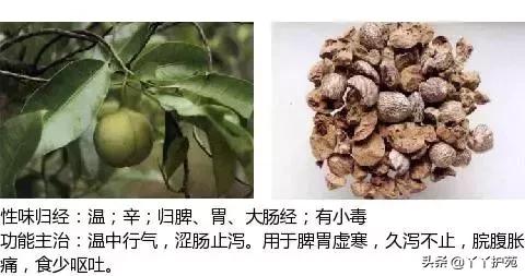 农村身边的中草药主治与功效,中草药全图谱与功效