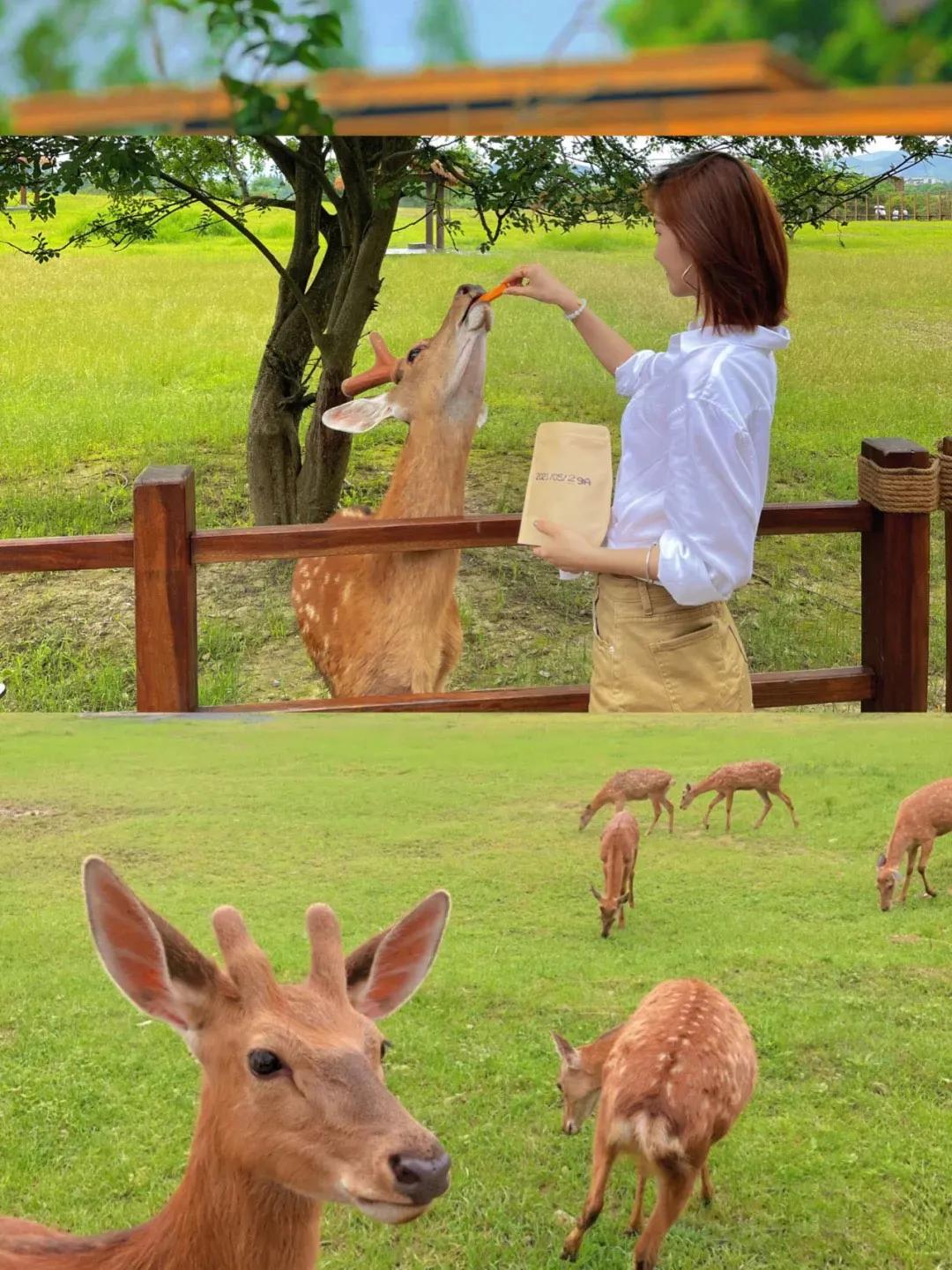 东南花都花博园全新升级鹿岛公园,东南花都花博园导览图