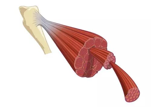 为什么训练前要放松筋膜,训练筋膜怎么训