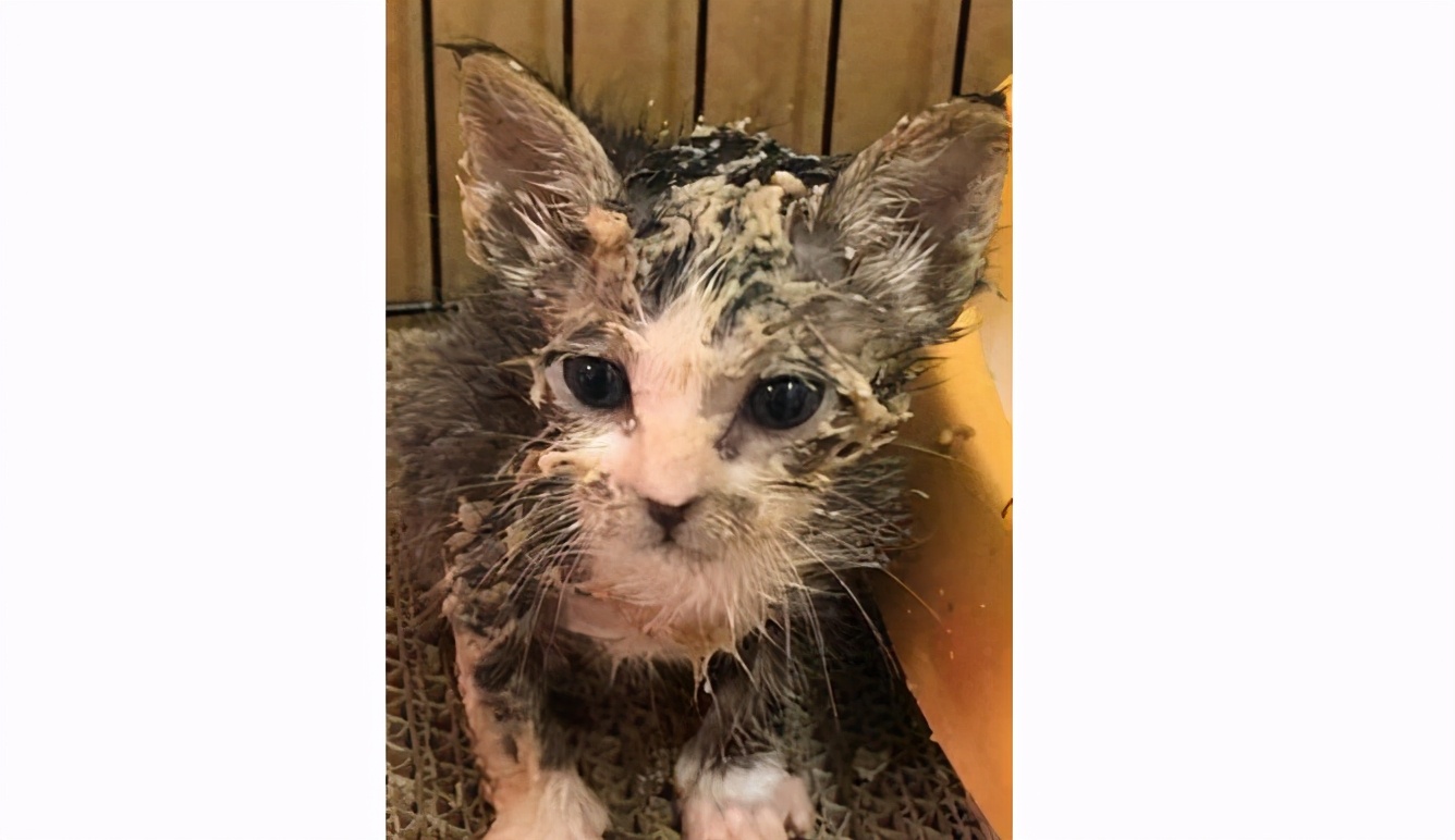 养猫咪需要多久给它洗次澡,养宠攻略给猫洗澡的步骤和流程