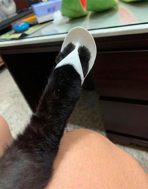 铲屎官帮猫咪做猫咪拖鞋,铲屎官给猫咪的衣服上装了荧光棒