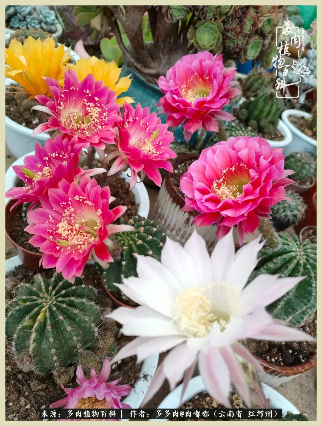 这个春天我们一起去赏花,这个季节我们一起去看花