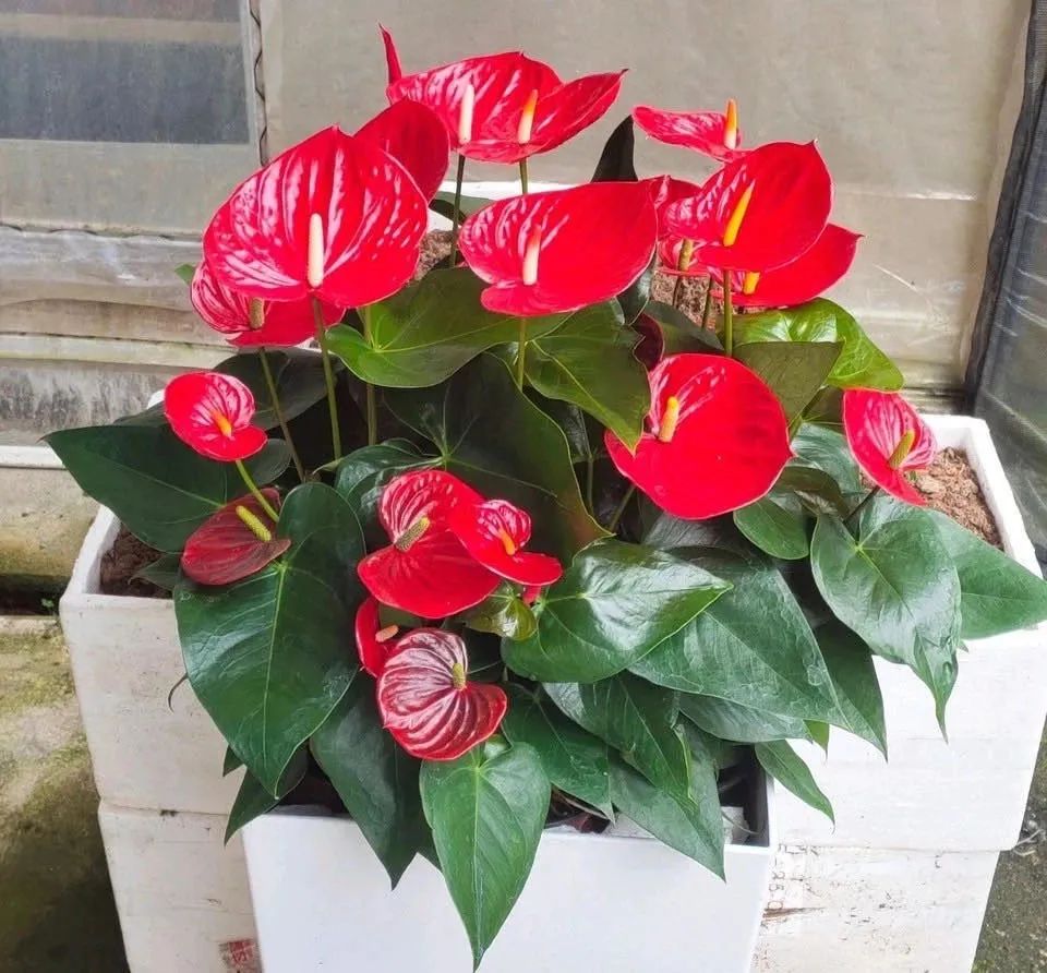 8种懒人花,爬墙爆花懒人月季