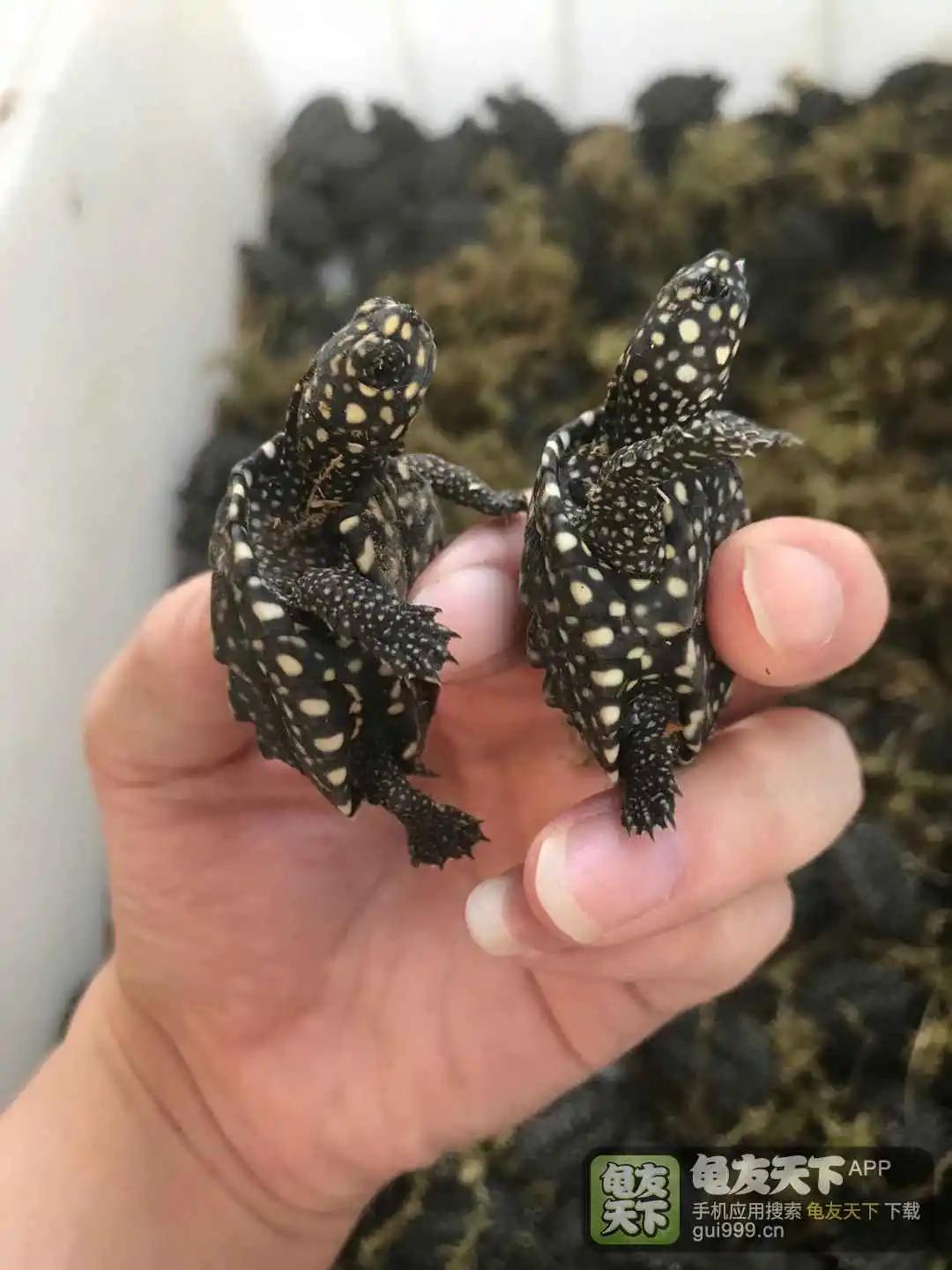 养龟苗要养几年才生蛋,新手养龟选择什么季节入手