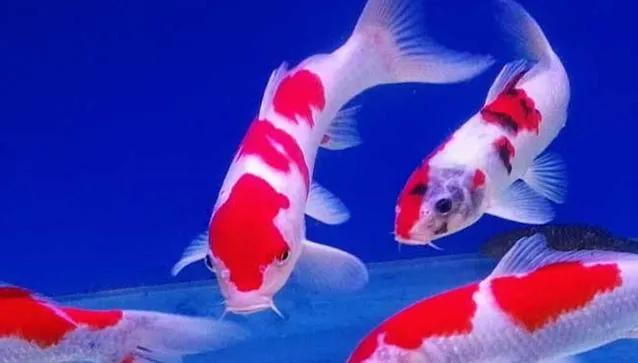 锦鲤鱼价格多少钱一条,锦鲤鱼多少钱一斤2019